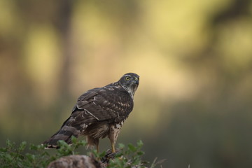 Eurasian Goshawk