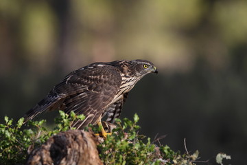 Eurasian Goshawk