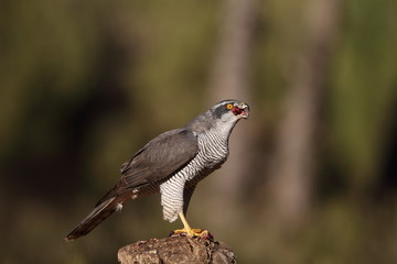 Eurasian Goshawk