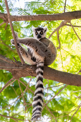 Lemur at Hay Park in Kiryat Motzkin