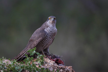Eurasian goshawk