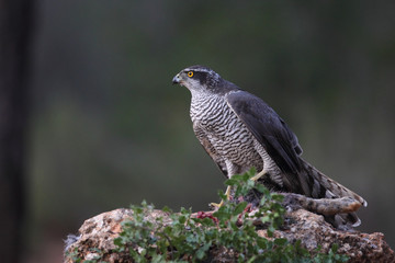 Eurasian Goshawk