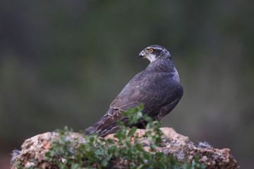 Eurasian Goshawk