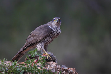 Eurasian Goshawk