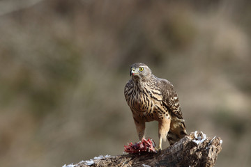 Eurasian Goshawk