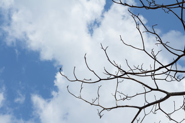 tree branches against the sky