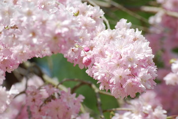 Cherry blossom/紅枝垂桜