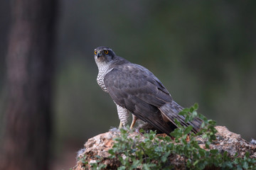 Eurasian Goshawk