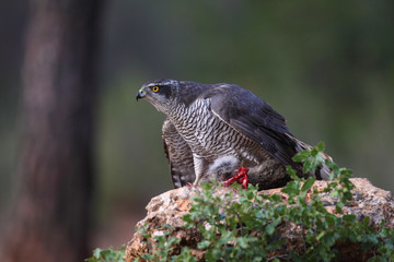 Eurasian Goshawk