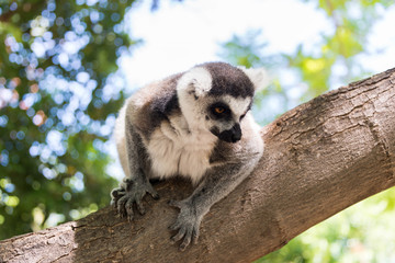 Lemur at Hay Park in Kiryat Motzkin