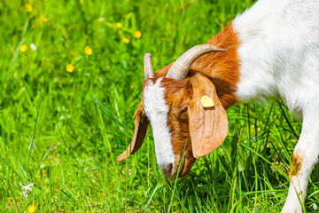 view of a goat animal of field in the spring