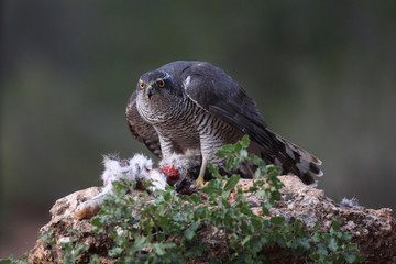 Eurasian Goshawk