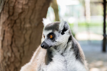 Lemur at Hay Park in Kiryat Motzkin