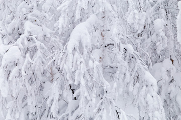 Tree in hoarfrost.