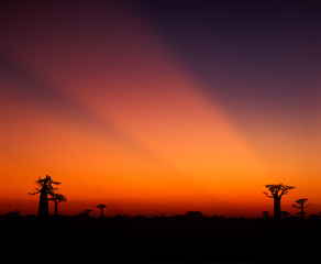 Fototapeta na wymiar Baobab avenue - Morondava - Madagascar