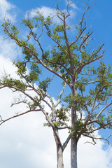 Tree branches against a puffy clouds and blue sky background
