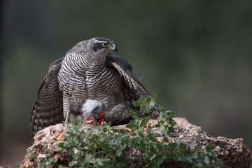 Eurasian Goshawk
