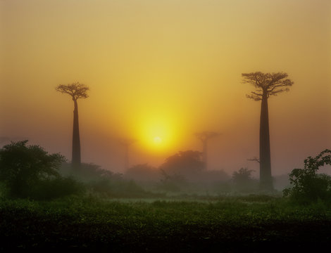 Baobab Avenue - Morondava - Madagascar