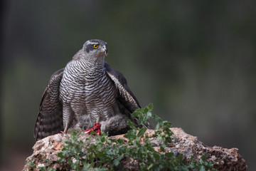 Eurasian Goshawk