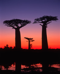 Baobab avenue - Morondava - Madagascar