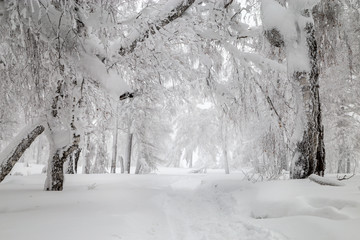 Winter in the mountains