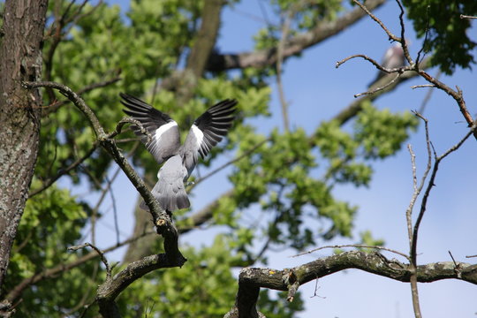 Palombe ou pigeon ramier en vol.