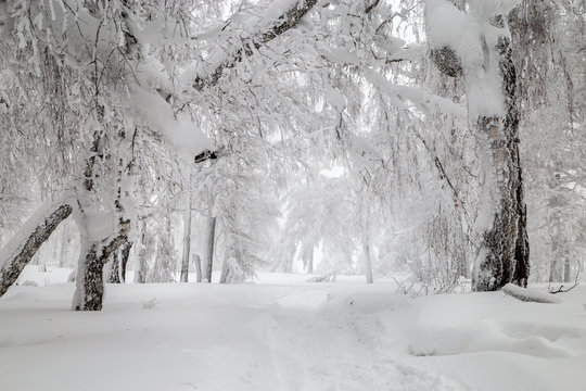 Fototapeta Winter in the mountains
