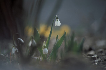 schneeglöckchen