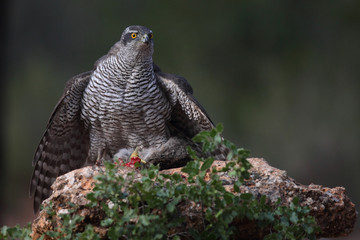 Eurasian Goshawk