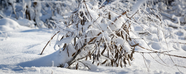 Winter bush