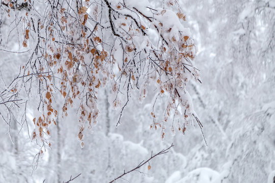 Fototapeta Winter in the mountains