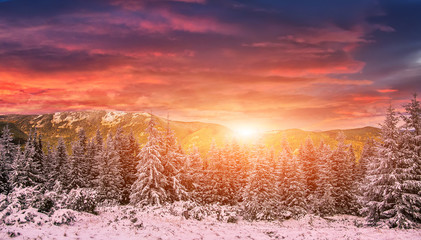 fantastic sunset in the mountains landscape. colorful overcast clouds over the snow covered pines glowing in sunlight . majestic frosty morning. artistic creative image. Beauty world