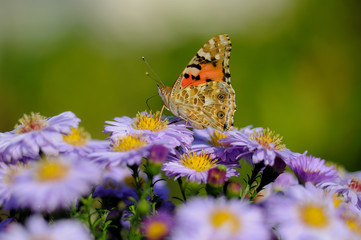 Fototapeta na wymiar Butterfly on flowers 