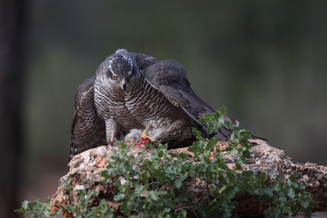Eurasian Goshawk