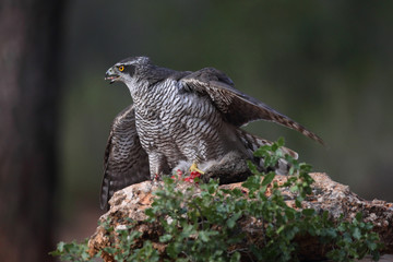 Eurasian Goshawk