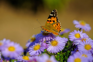 Fototapeta na wymiar Butterfly on flowers 