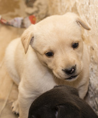 Puppy Dog bright colors.