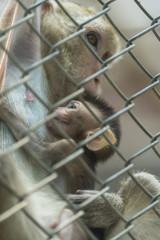 Naklejka premium monkey in cage