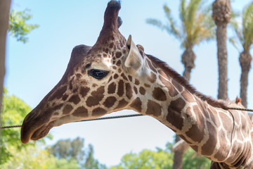 Giraffe at Hay Park in Kiryat Motzkin