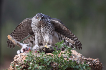 Eurasian Goshawk