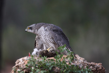 Eurasian Goshawk