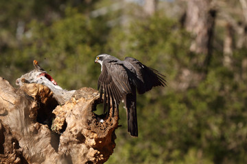 Eurasian Goshawk