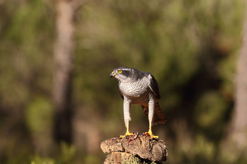 Eurasian Goshawk