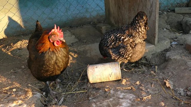 Hens feed on the traditional rural barnyard at sunny day. Close up of chicken standing on barn yard with the chicken coop. Free range poultry farming. Ultra High Definition (3840x2160p)