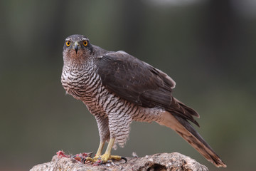 Eurasian Goshawk