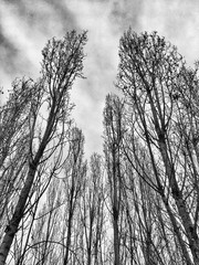 alberi spogli in inverno con cielo nuvoloso