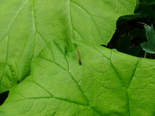 Kleine Libelle auf Blatt
