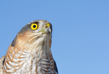 Sparrow-hawk