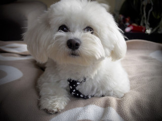Cute bichon maltese with mope tie