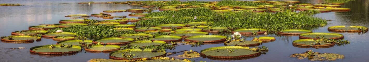 Fototapeta na wymiar Panorama Victoria Amazonica,water lilies, Pantanal, Brazil